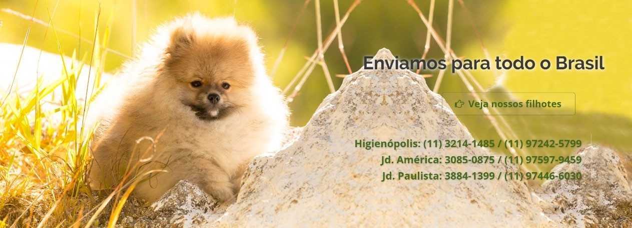 clinica-veterinaria-fisioterapia-encrenquinhas-banner2