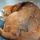 acupuntura-acupuntura-animal-acupuntura-de-cachorro-agendar-perdizes