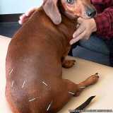 acupuntura de cachorro Alto de Pinheiros