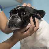 acupuntura em animais Itaim Bibi