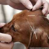 acupuntura em cães Pinheiros