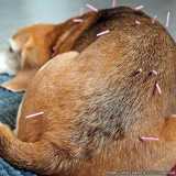 acupuntura fisioterapia veterinária Faria Lima