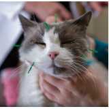 acupuntura medica veterinária agendar Alto de Pinheiros