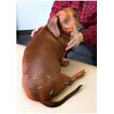 acupuntura medica veterinária Berrini