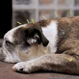 acupuntura para cachorro agendar Jardins