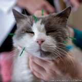 acupuntura para gatos agendamento Higienópolis
