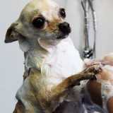 Banho e Tosa de Cachorro Banho e Tosa de Cachorro