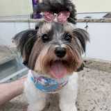 Banho e Tosa Pet Shop Banho e Tosa Pet Shop