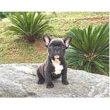 bulldog filhote preço Morumbi