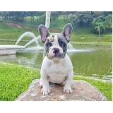 bulldog filhote Alto de Pinheiros