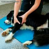 busco por fisioterapia veterinária cachorro Pacaembu busco por fisioterapia veterinária cachorro Pacaembu
