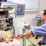 busco por fisioterapia veterinária para cães Vila Mariana busco por fisioterapia veterinária para cães Vila Mariana