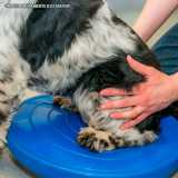 busco por veterinária fisioterapia Bela Cintra busco por veterinária fisioterapia Bela Cintra