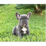 cachorro bulldog filhote valor Itaim Bibi