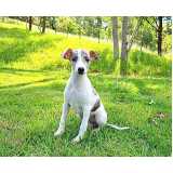cachorro preto whippet filhote valor Perdizes cachorro preto whippet filhote valor Perdizes
