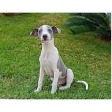 cachorro whippet branco valor Pacaembu cachorro whippet branco valor Pacaembu