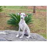 cachorro whippet branco Pompéia cachorro whippet branco Pompéia