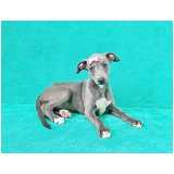 cachorro whippet marrom filhote orçamento Pacaembu cachorro whippet marrom filhote orçamento Pacaembu