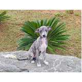 cachorro whippet preto filhote orçamento Tamboré cachorro whippet preto filhote orçamento Tamboré