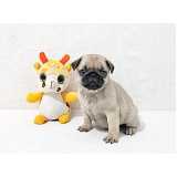 cão pug filhote preço Santana