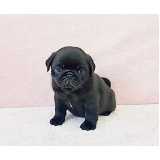 cão pug filhote sob encomenda Itaim Bibi