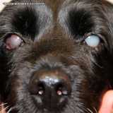 cirurgia catarata veterinária Jardim Europa cirurgia catarata veterinária Jardim Europa
