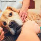 cirurgia de emergência veterinária Pinheiros cirurgia de emergência veterinária Pinheiros