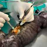 cirurgia hernia veterinária Pacaembu cirurgia hernia veterinária Pacaembu