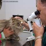 cirurgia oftálmica veterinária valor Jardim Europa cirurgia oftálmica veterinária valor Jardim Europa