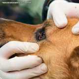 cirurgia oftálmica veterinária Pompéia cirurgia oftálmica veterinária Pompéia