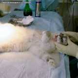cirurgia veterinária mastectomia Tamboré cirurgia veterinária mastectomia Tamboré
