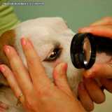 Cirurgia Oftálmica Veterinária