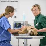 Cirurgia Veterinária Cachorro