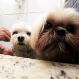 clínica banho e tosa pet shop Alto de Pinheiros
