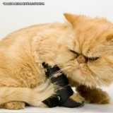 clínica de ortopedista para gatos Consolação clínica de ortopedista para gatos Consolação