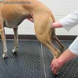 clínica para exame ginecológico veterinário Santana de Parnaíba
