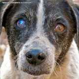 clínica que faz cirurgia catarata veterinária Tamboré clínica que faz cirurgia catarata veterinária Tamboré