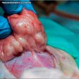 clínica que faz cirurgia hernia veterinária Jardim Paulista clínica que faz cirurgia hernia veterinária Jardim Paulista