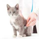 clinica veterinária de cães e gatos contato Santana clinica veterinária de cães e gatos contato Santana
