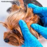 clinica veterinaria dermatologia Jardim Europa clinica veterinaria dermatologia Jardim Europa