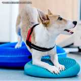 clinica veterinária fisioterapia Alphaville clinica veterinária fisioterapia Alphaville