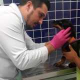 clinica veterinária gatos contato Pacaembu clinica veterinária gatos contato Pacaembu