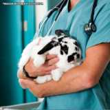 clinica veterinária para coelhos contato Itaim Bibi clinica veterinária para coelhos contato Itaim Bibi