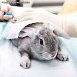 clinica veterinária para coelhos Pacaembu clinica veterinária para coelhos Pacaembu