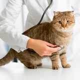 contato de clinica veterinária de cães e gatos Pacaembu contato de clinica veterinária de cães e gatos Pacaembu