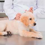 contato de clinica veterinária de exames Pompéia contato de clinica veterinária de exames Pompéia