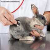 contato de clinica veterinária para coelhos Jardim Paulista contato de clinica veterinária para coelhos Jardim Paulista