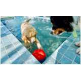 creche cachorro contato Faria Lima