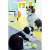 creche cães telefone Faria Lima