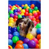 creche para cachorro próximo a mim telefone Vila Mariana